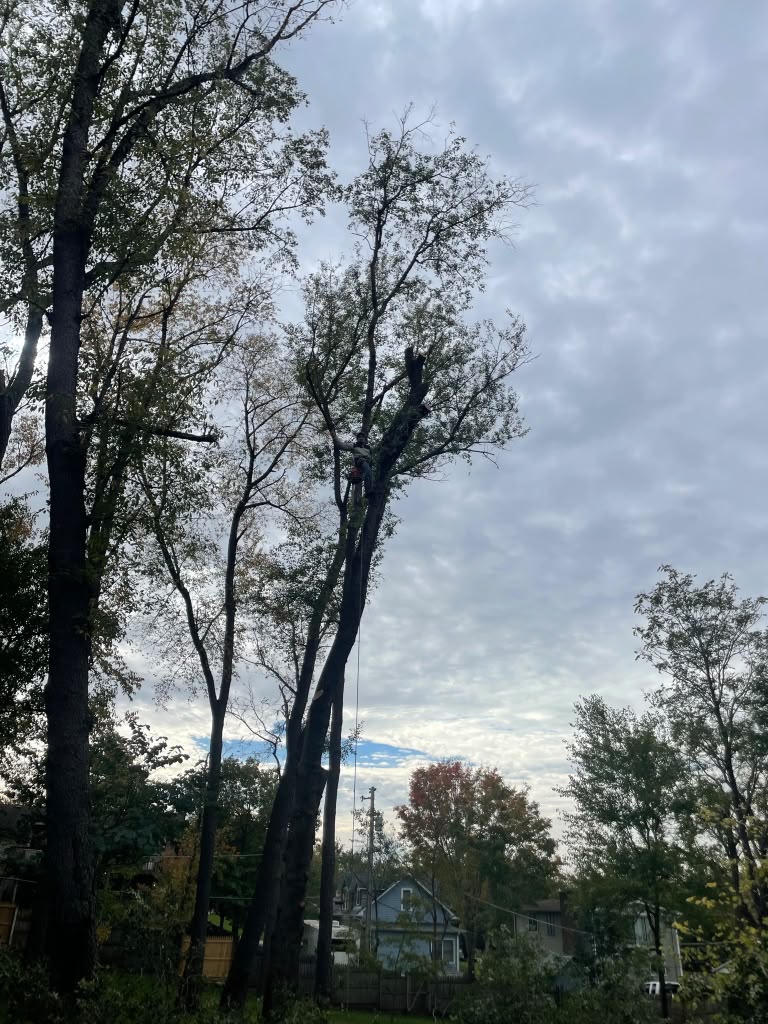 Tree Service